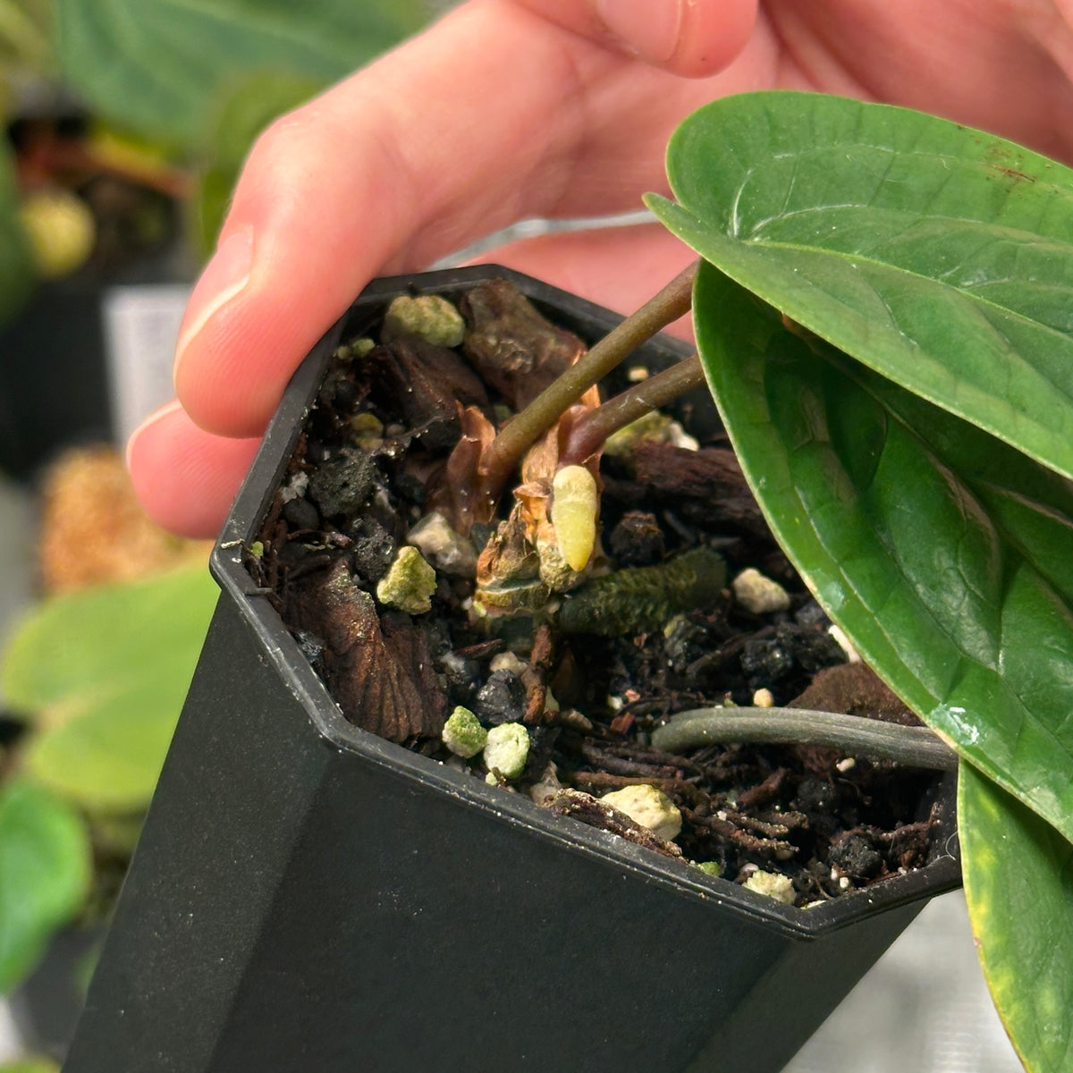 Anthurium radicans