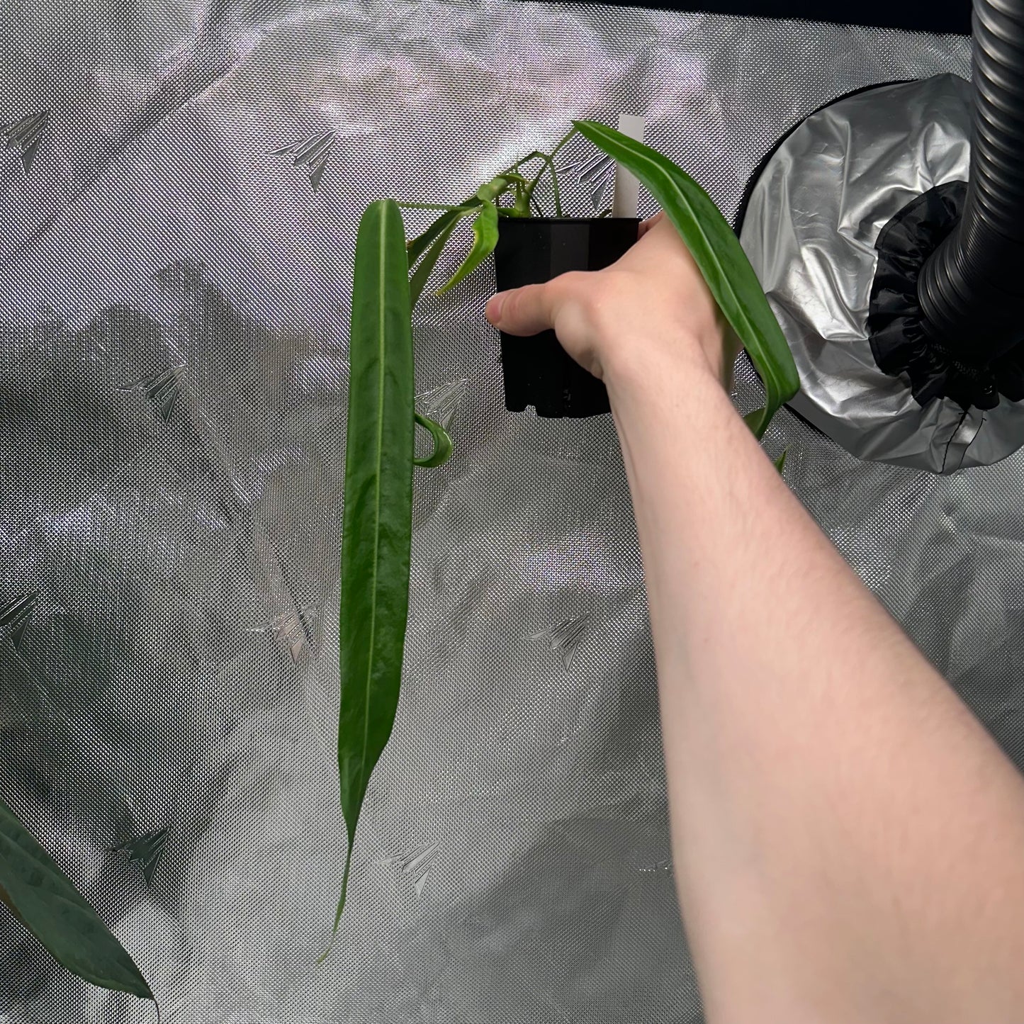Anthurium pallidiflorum