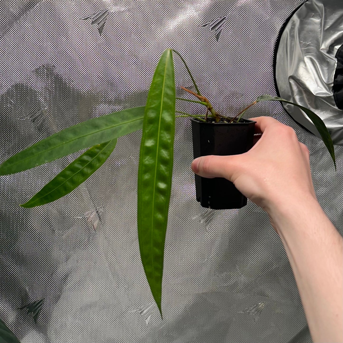 Anthurium wendlingeri