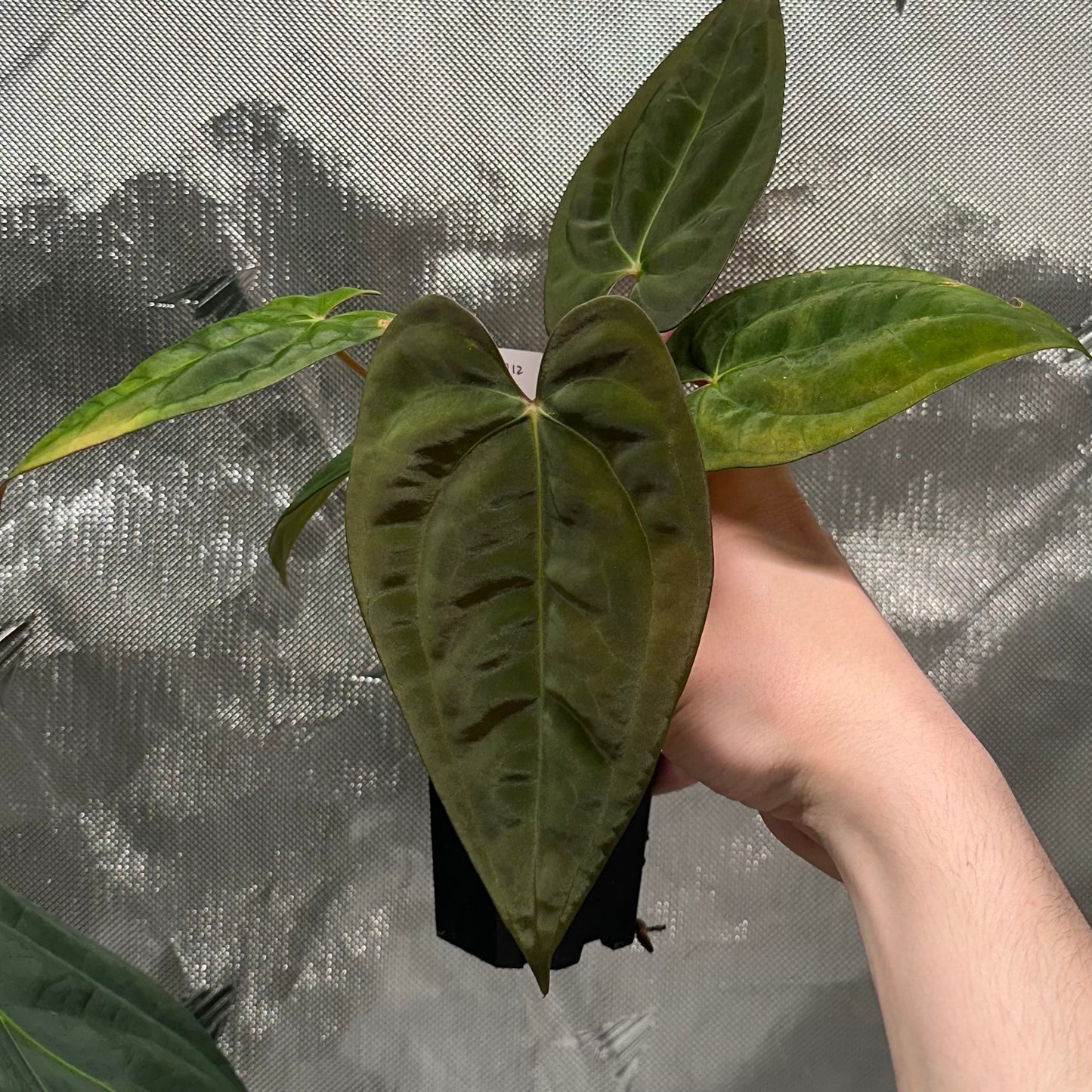 Anthurium papillilaminum (Voldemort S1 x RA6)