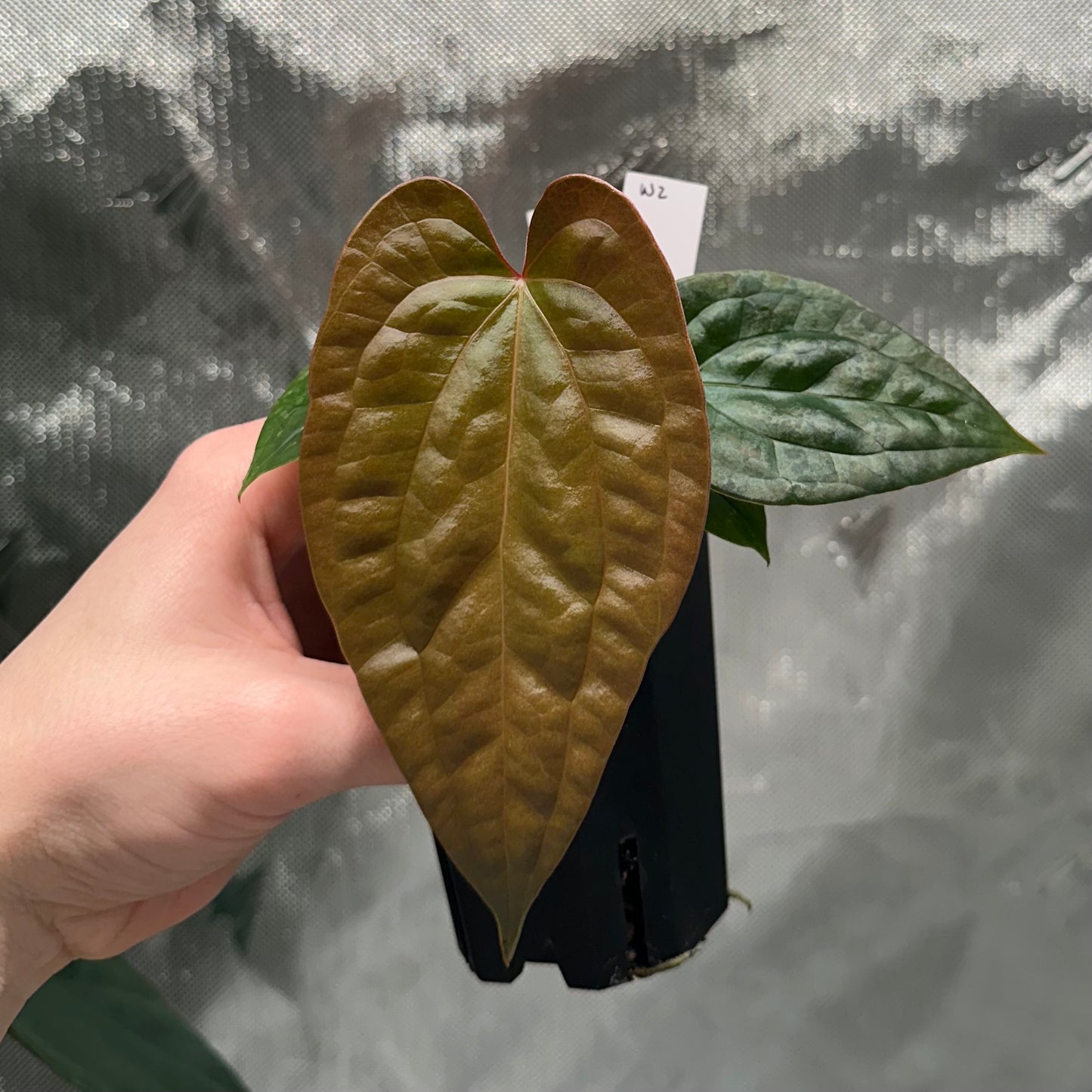 Anthurium luxurians x papillilaminum