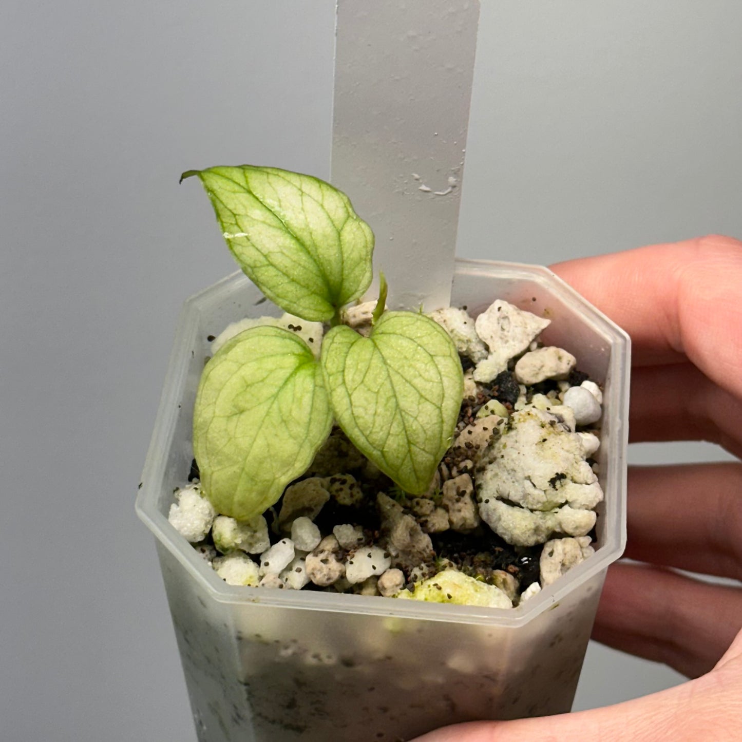 Var. papillilaminumX x besseae aff