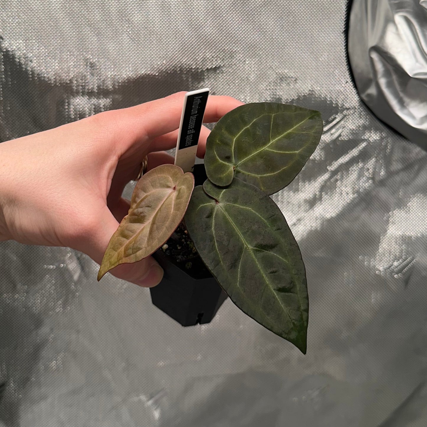 Anthurium sp. NOID (aka Scott Cohen Bess aff)