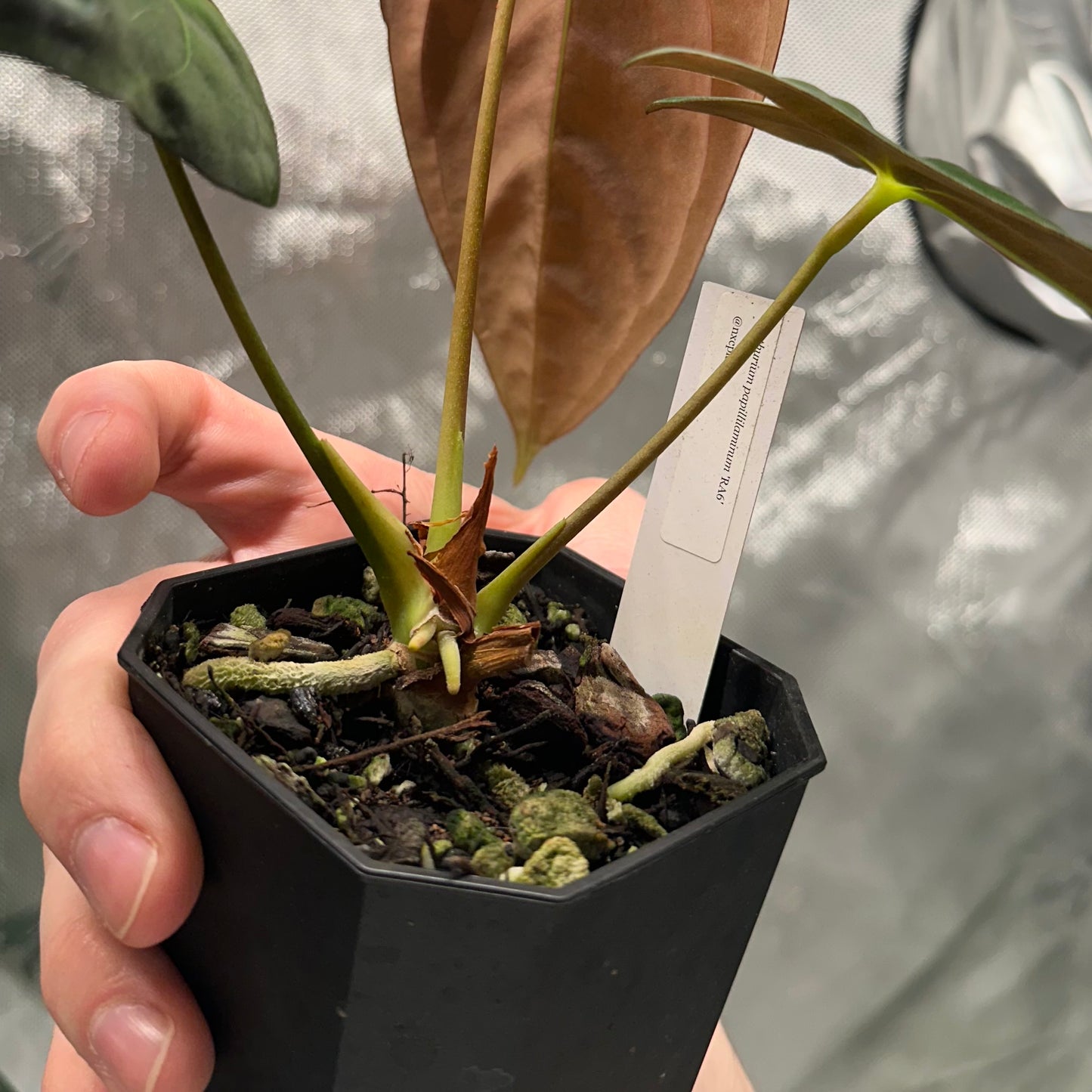 Anthurium papillilaminum RA6 clone