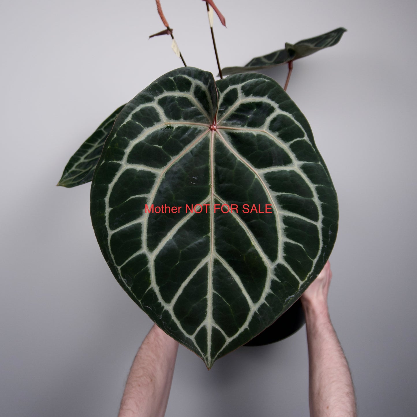 Anthurium radicans x 'Wonderboy A'
