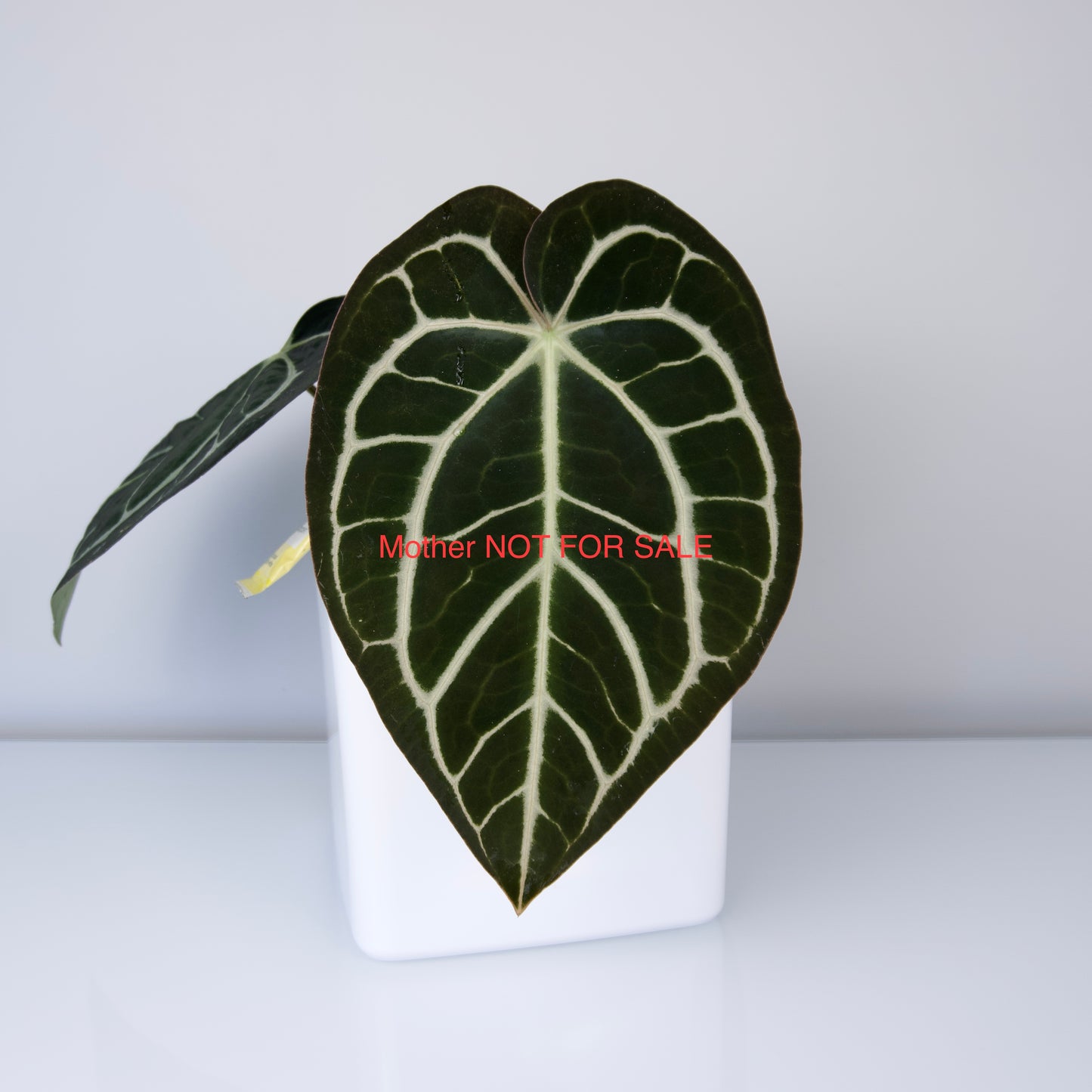 Anthurium carlablackiae ('Arachne' x RA6xRA5)