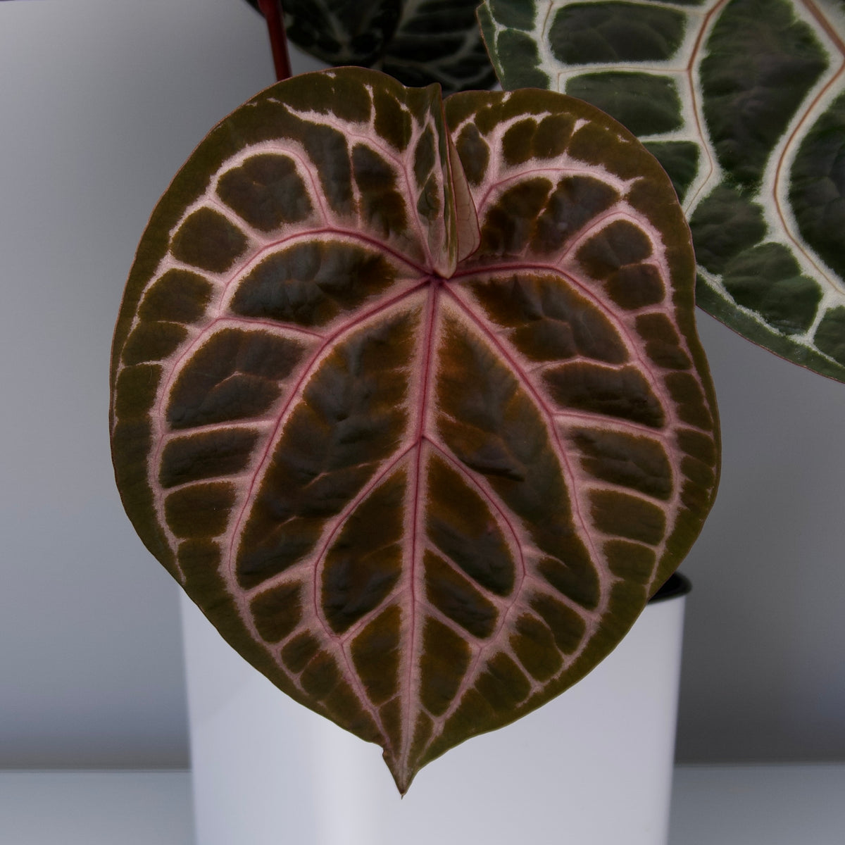 Anthurium red crystallinum purple color division from Tezula