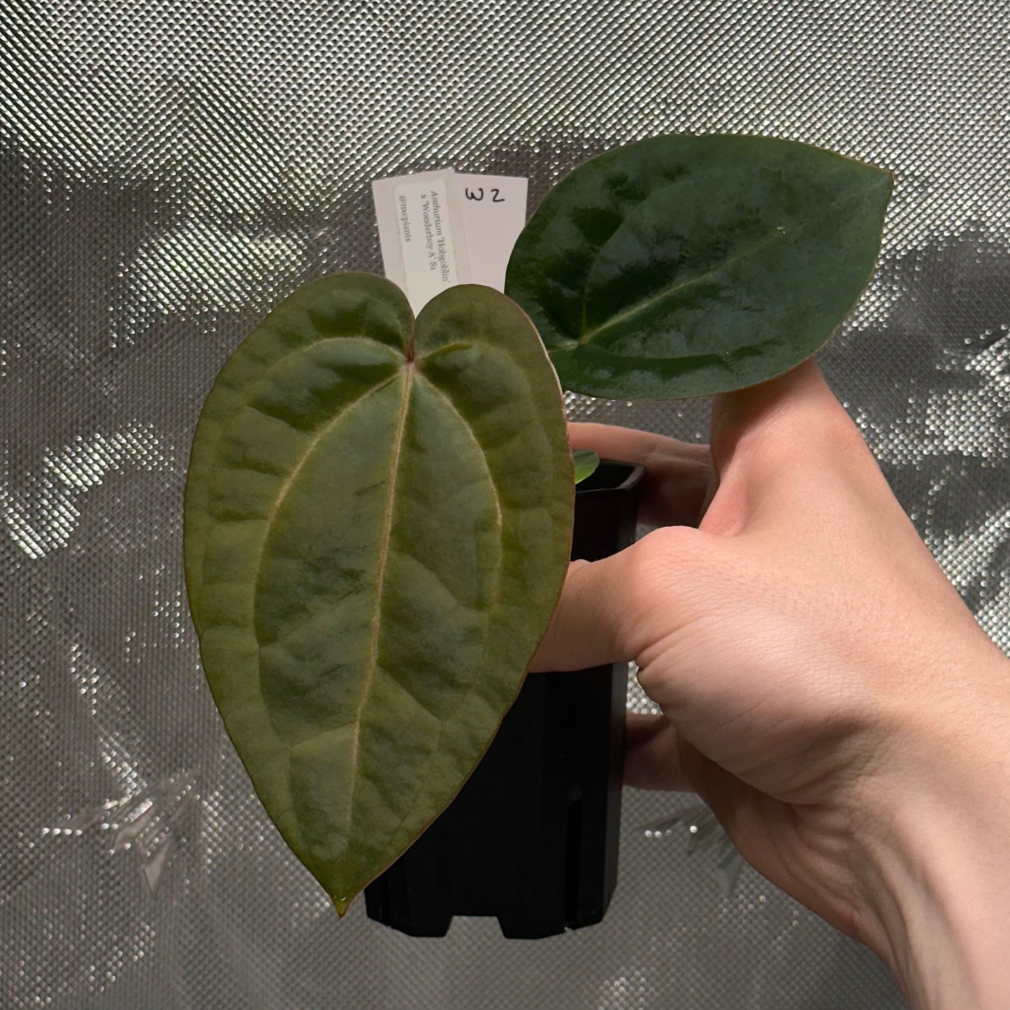 Anthurium 'Hobgoblin' x 'Wonderboy A S1' #1