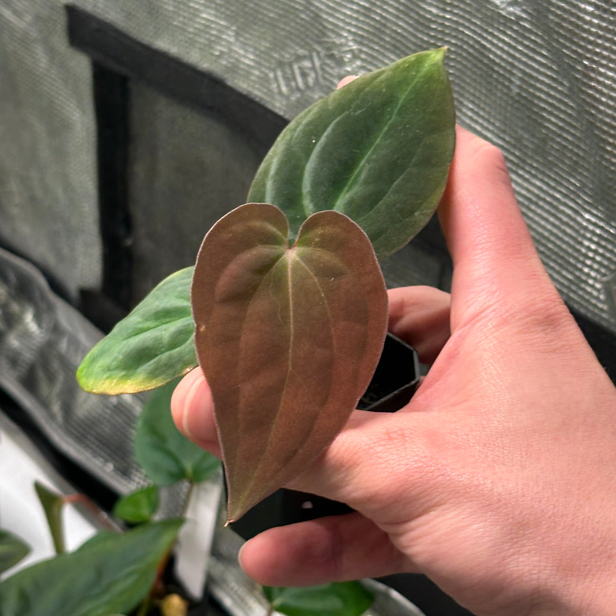 Anthurium antolakii/BVEP (RA7xRA6)