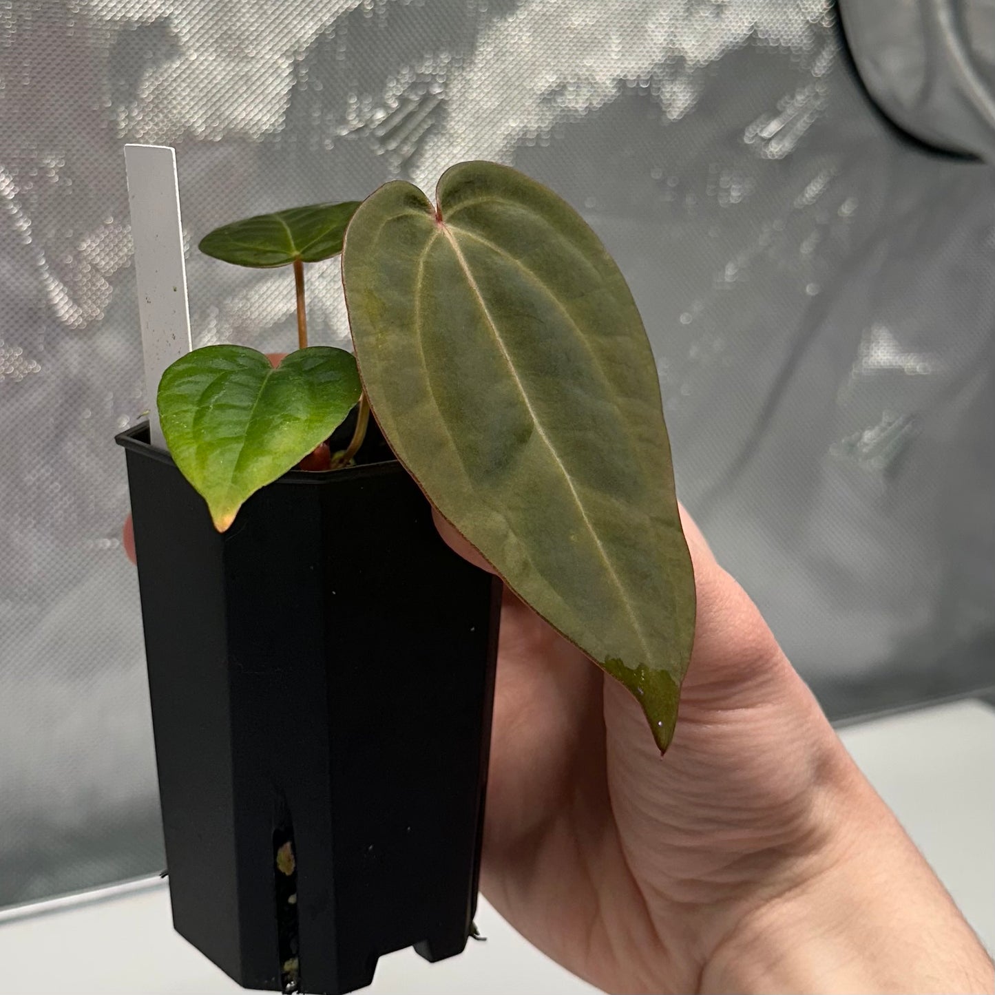 Anthurium 'Hobgoblin' x 'Wonderboy A S1' #2