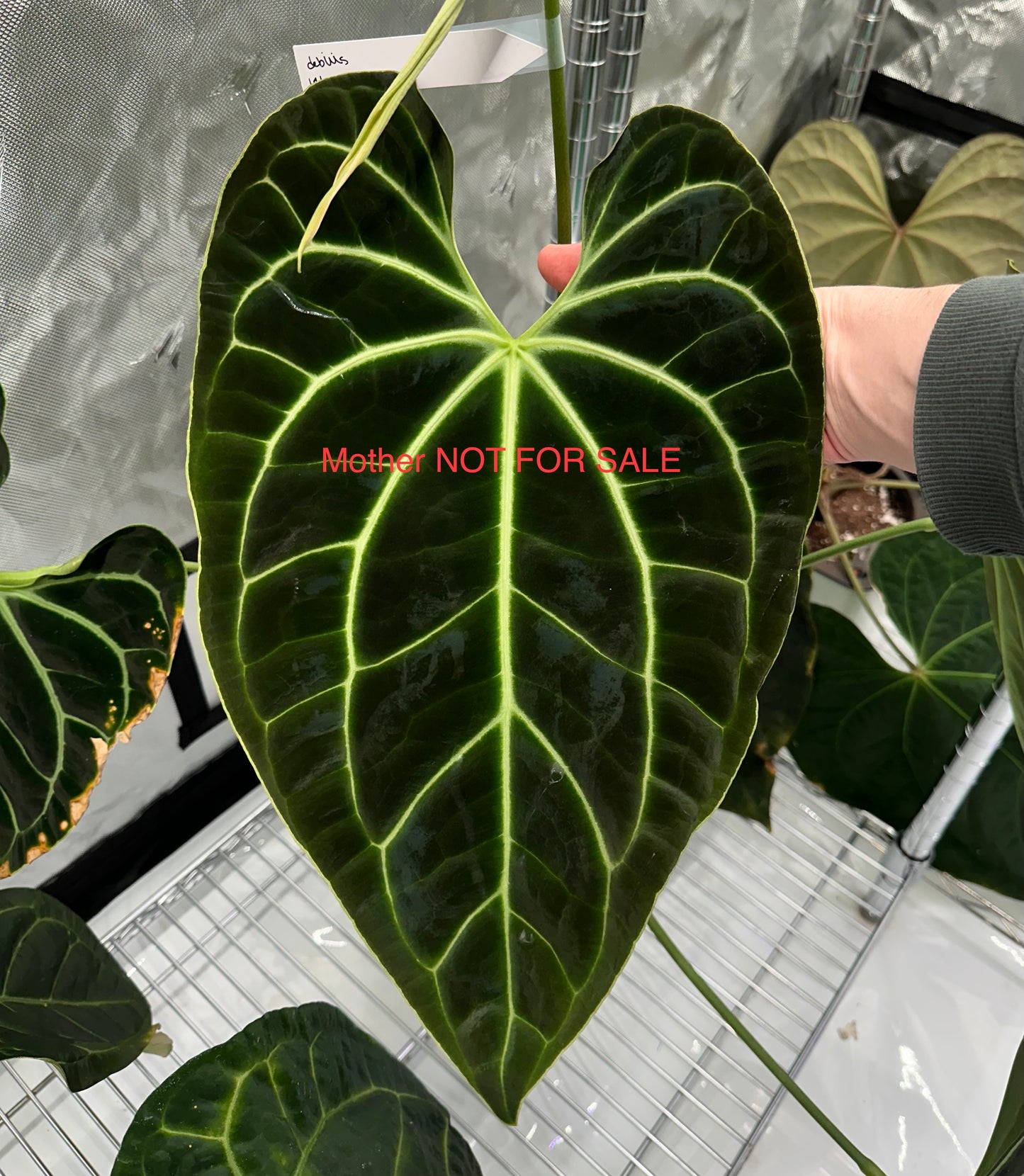 Anthurium aff. besseae nxc001