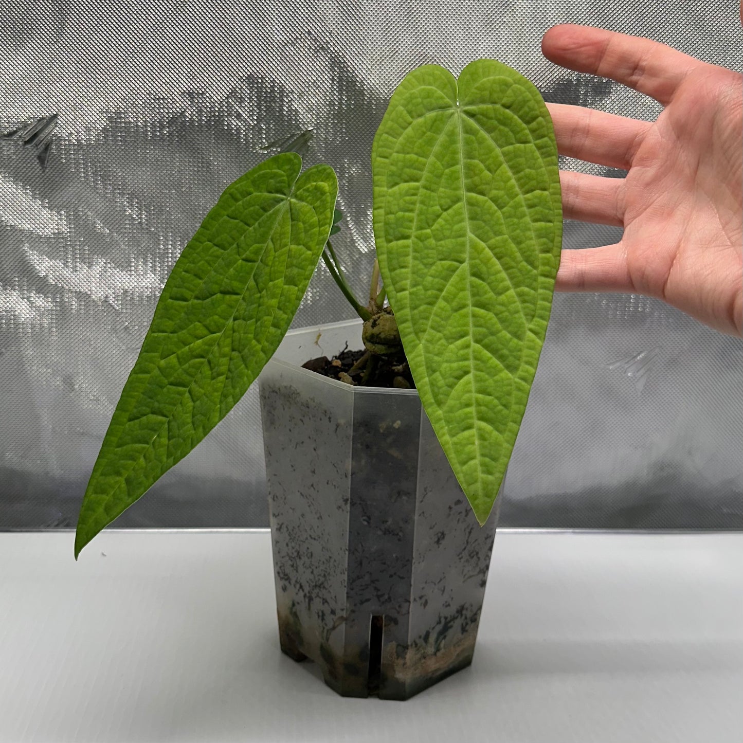 Anthurium rotolanteanum