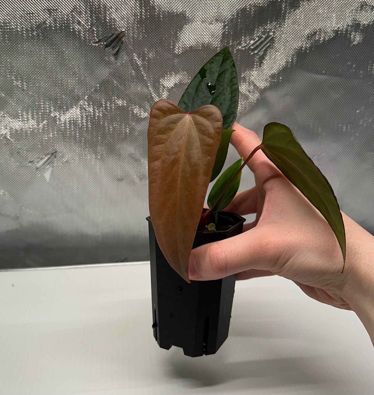 Anthurium sp. Napo x portillae 'Dorito' #1