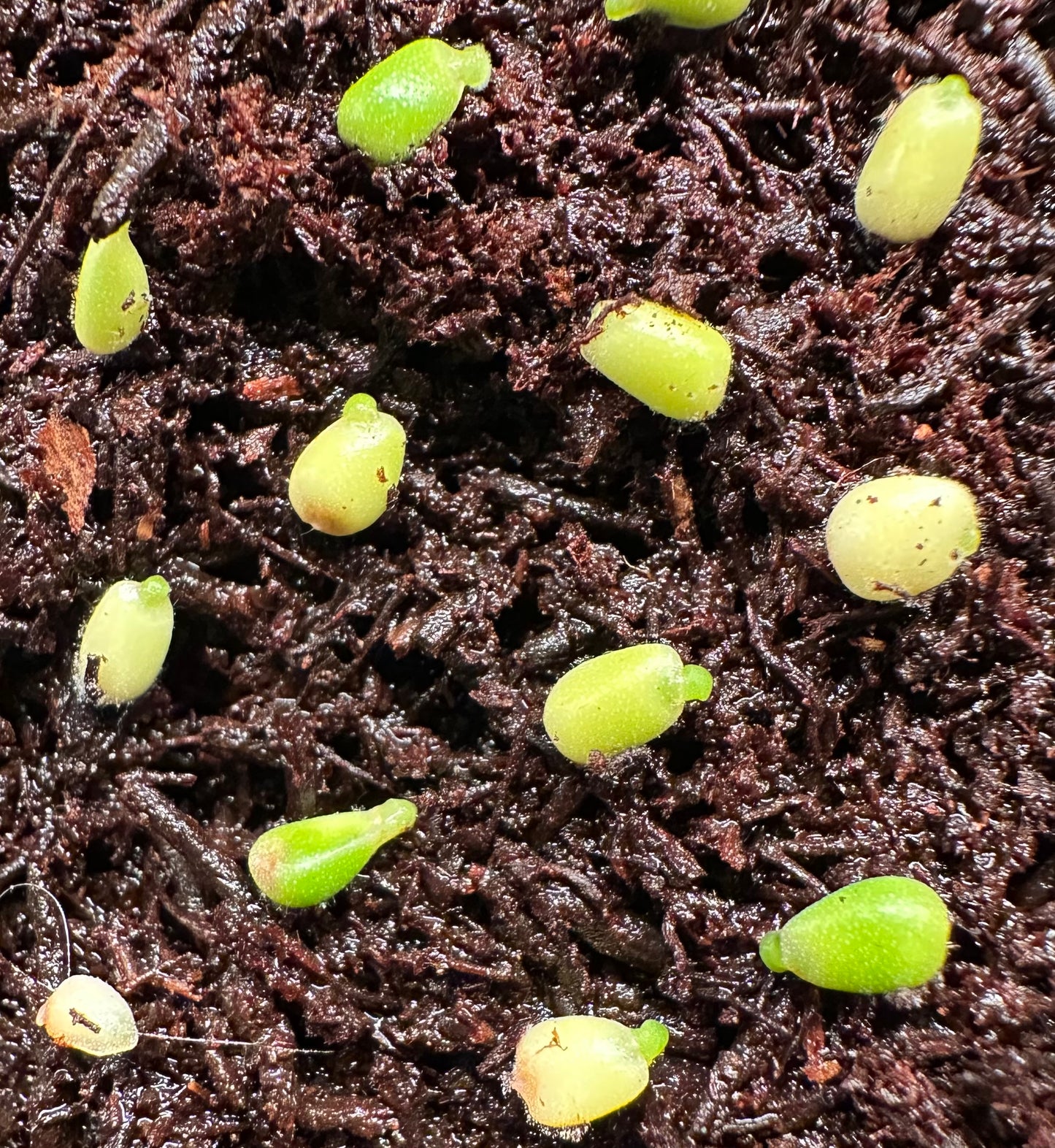 Anthurium forgetii seed 2 pack *GROWERS CHOICE*