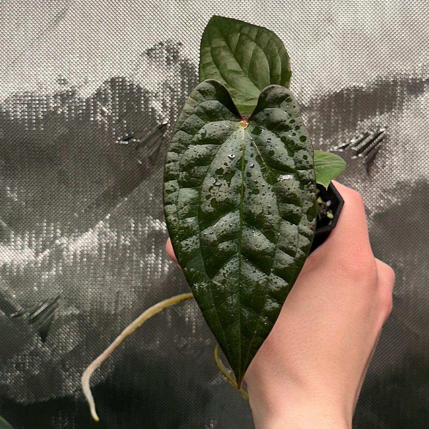 Anthurium luxurians x papillilaminum