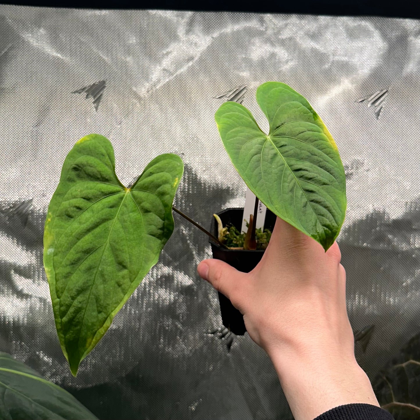 Anthurium sp. 'Tarapato velvet'
