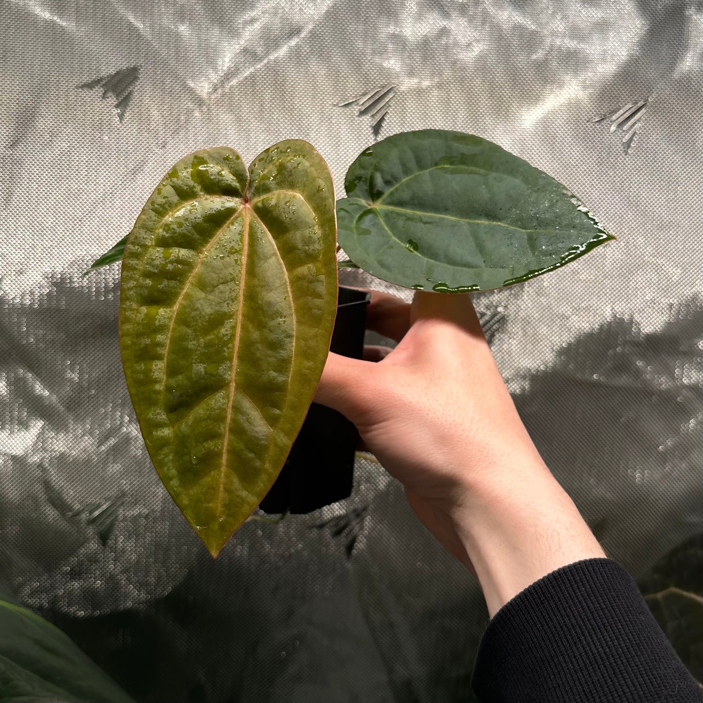 Anthurium 'Hobgoblin' x 'Wonderboy A S1' #1