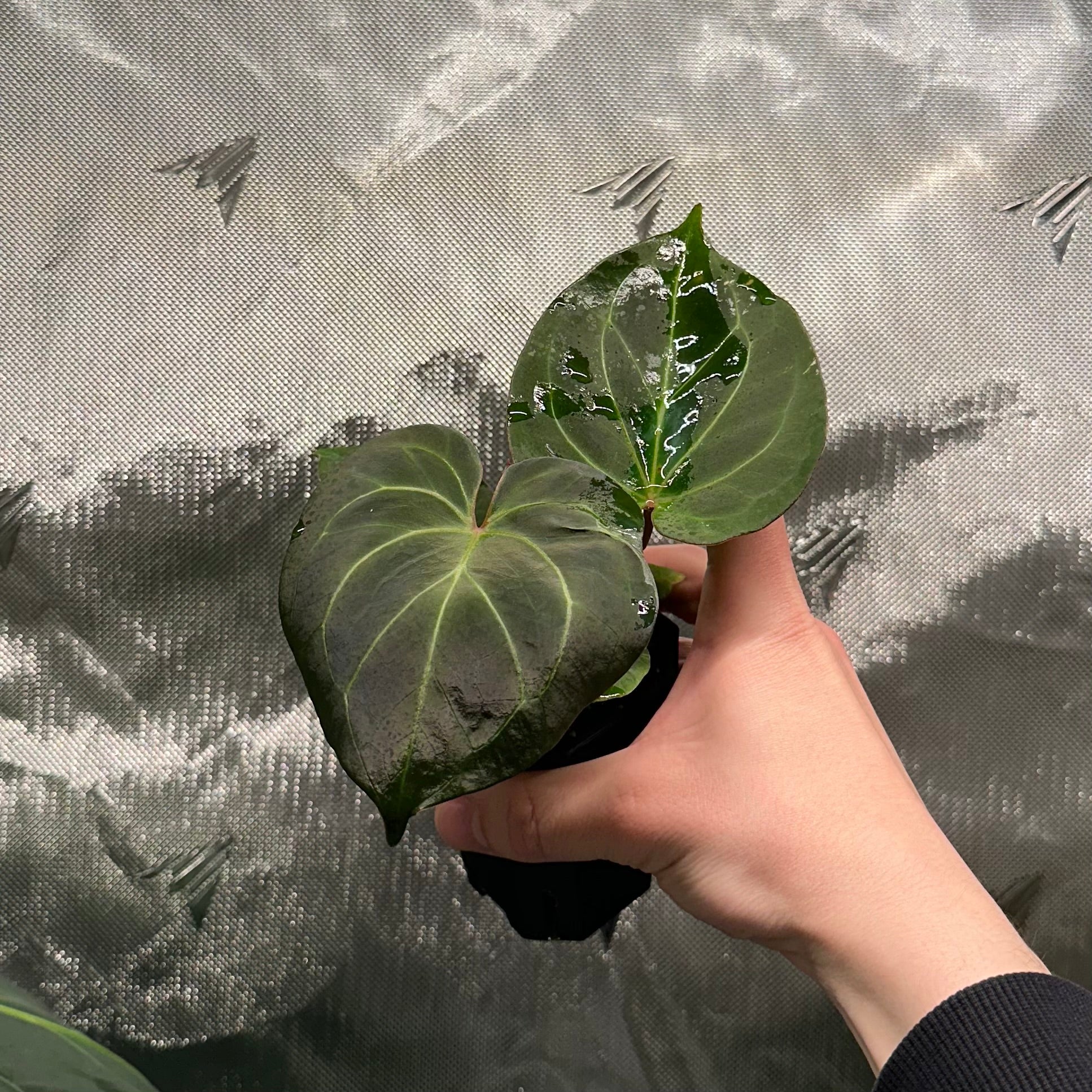 Anthurium 'King of Spades' by HU – nxcplants