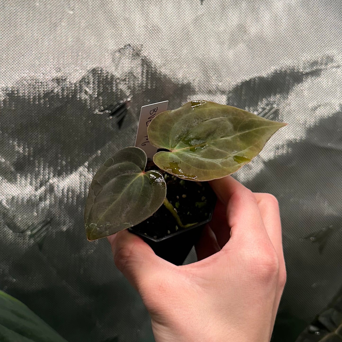 Anthurium antolakii/BVEP (RA7xRA6)