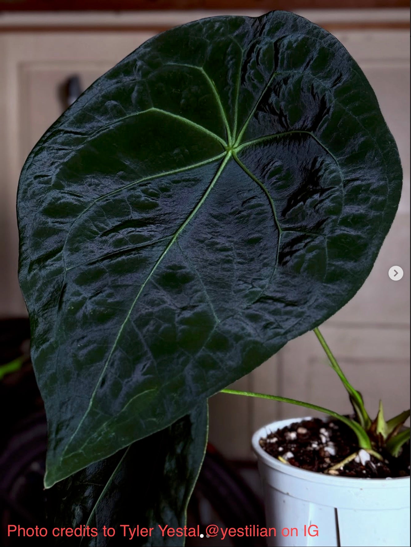 Anthurium forgetii seedling *GROWERS CHOICE*