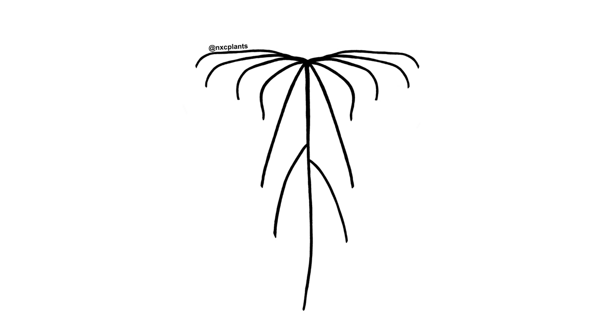 nxcplants.com
