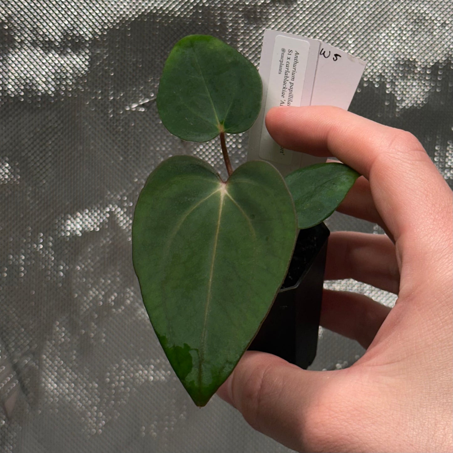 Anthurium papillilaminum 'Voldemort S1' x carlablackiae 'Arachne'