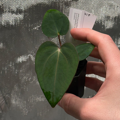 Anthurium papillilaminum 'Voldemort S1' x carlablackiae 'Arachne'