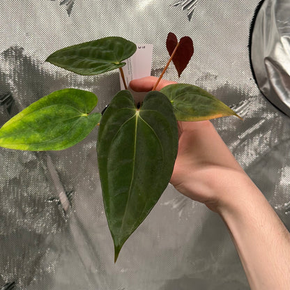 Anthurium papillilaminum (Voldemort S1 x RA6)