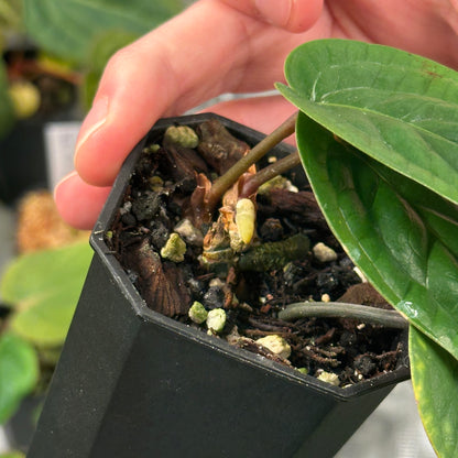 Anthurium radicans