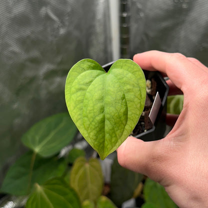 Anthurium paradoxum (sp. nov. ‘Panama’)