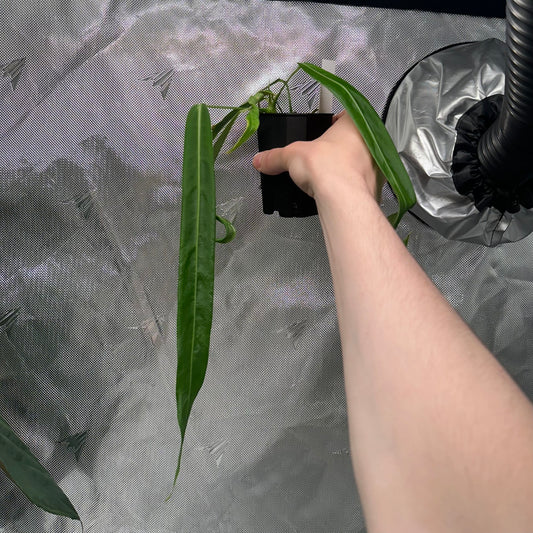 Anthurium pallidiflorum