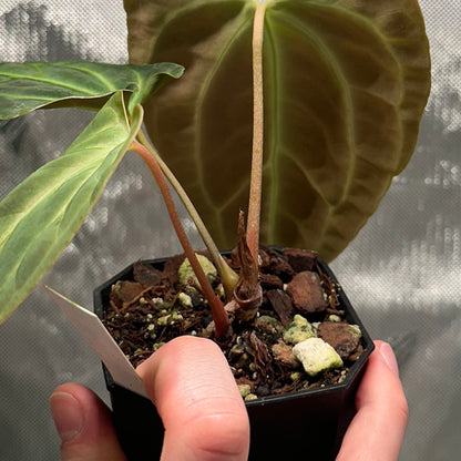 Anthurium aff. besseae nxc001