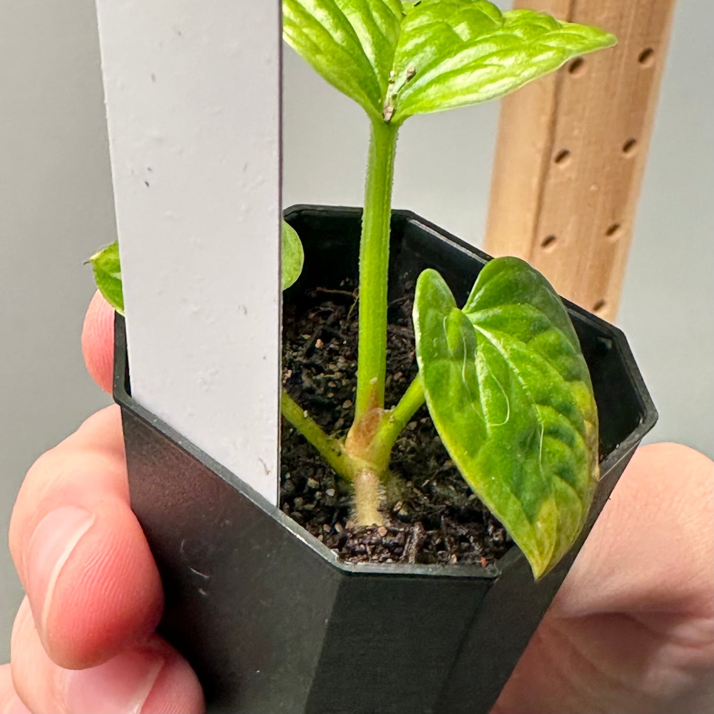 Anthurium splendidum nxc002