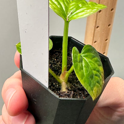 Anthurium splendidum nxc002