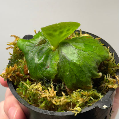 Platycerium madagascariense