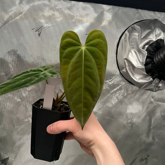 Anthurium papillilaminum RA6 clone