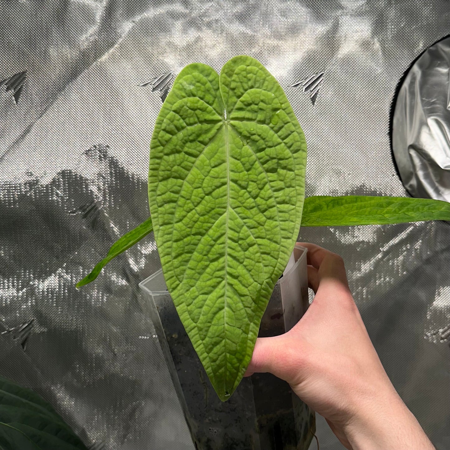 Anthurium rotolanteanum