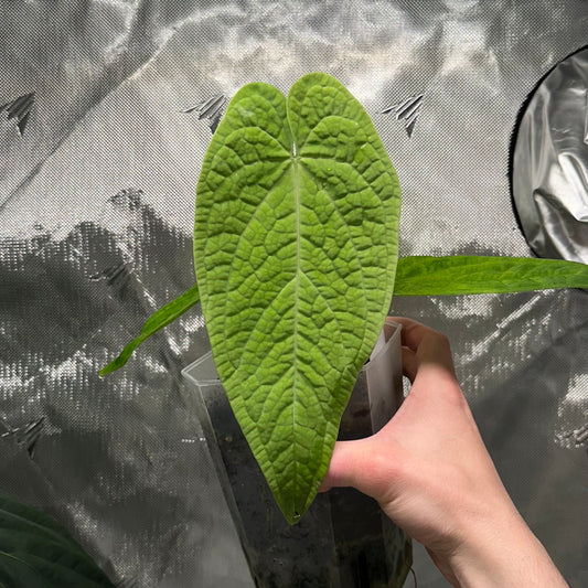 Anthurium rotolanteanum