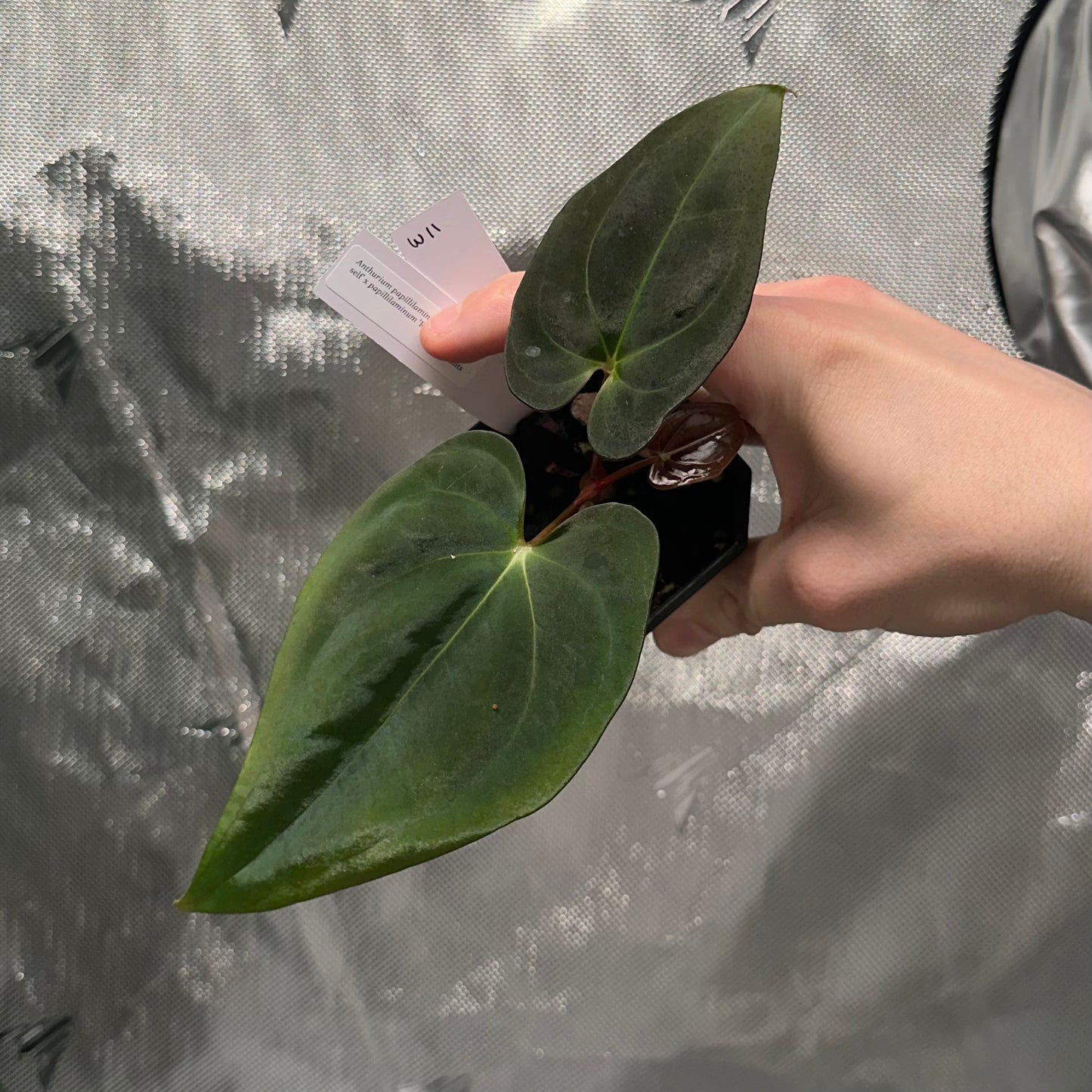 Anthurium papillilaminum (Voldemort S1 x RA6)