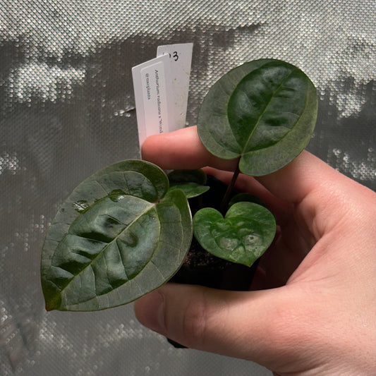 Anthurium radicans x 'Wonderboy A'