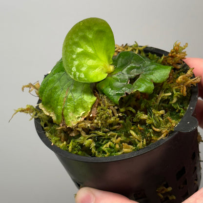 Platycerium madagascariense
