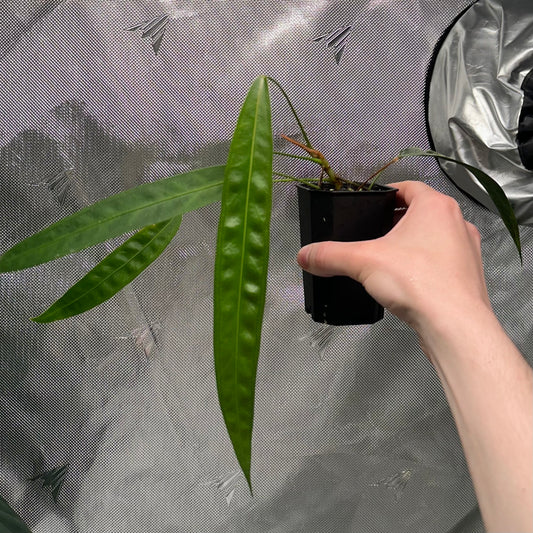 Anthurium wendlingeri