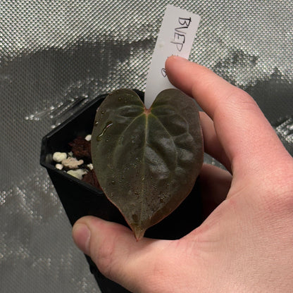 Anthurium antolakii/BVEP (RA7xRA6)
