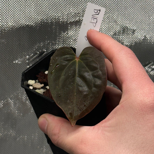 Anthurium antolakii/BVEP (RA7xRA6)