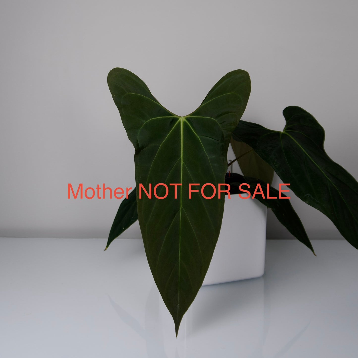 Anthurium portillae ‘NSE’ clone