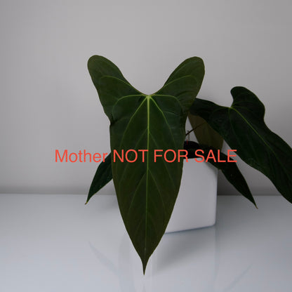 Anthurium portillae ‘NSE’ clone