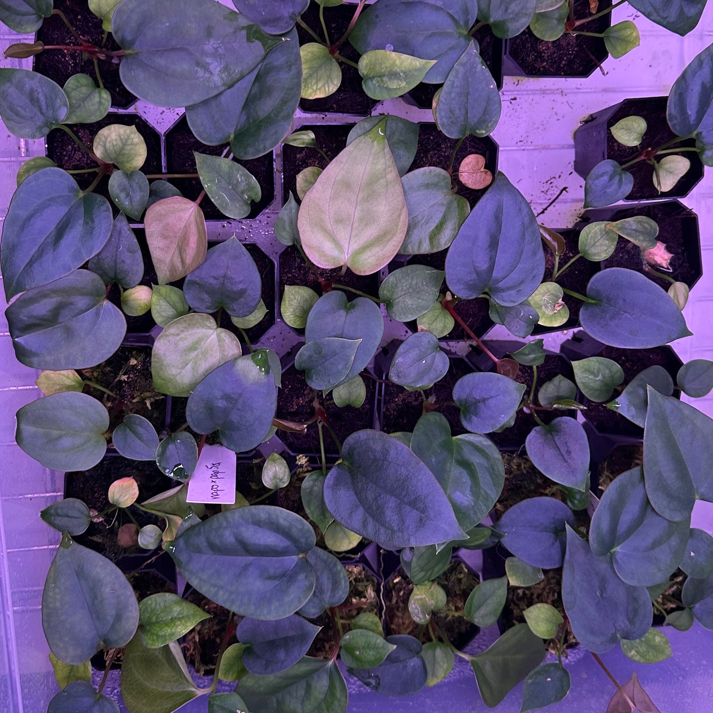 Anthurium sp. Napo x papillilaminum 'RA5 S1' *GROWERS CHOICE*