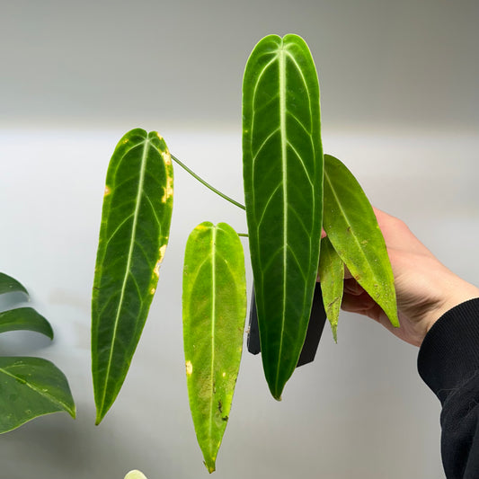 Anthurium warocqueanum