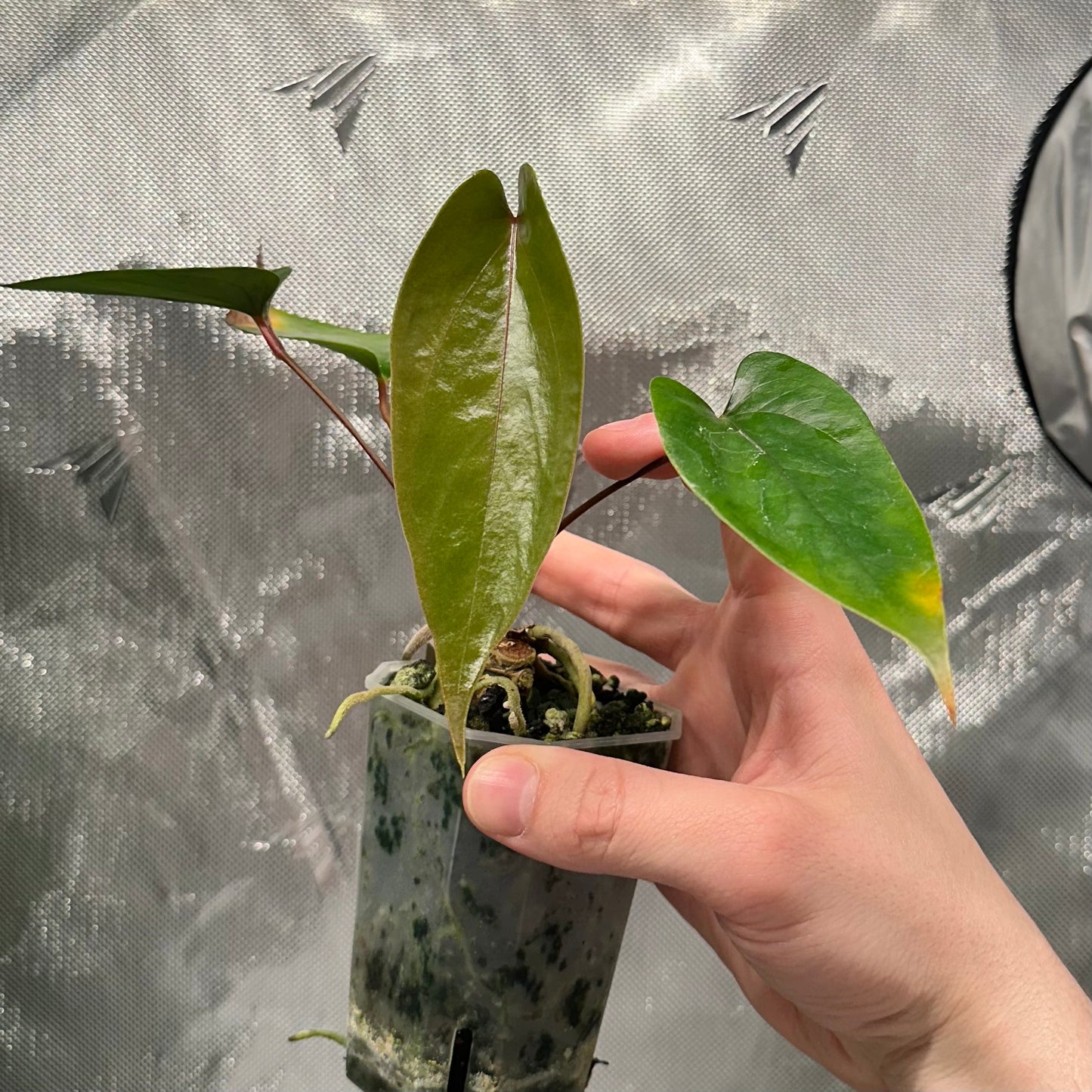 Anthurium sp. ‘Napo’