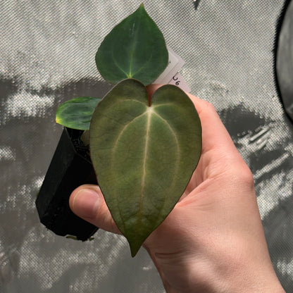 Anthurium papillilaminum 'Voldemort S1' x carlablackiae 'Arachne'
